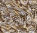 FJ319 Series | Marble Design Mural Wallpaper