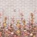 SE320 Series | Floral Design Mural Wallpaper SE320-2